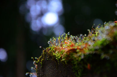 DSC_7729_R.JPG
